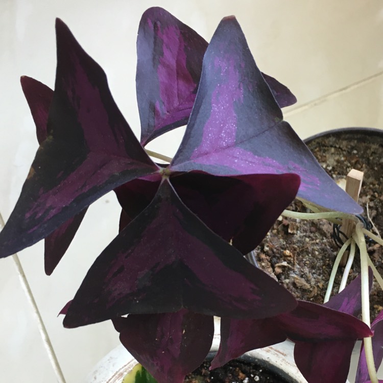 Oxalis triangularis 'JR Oxburwi' (Xalis Series) syn. Oxalis ...