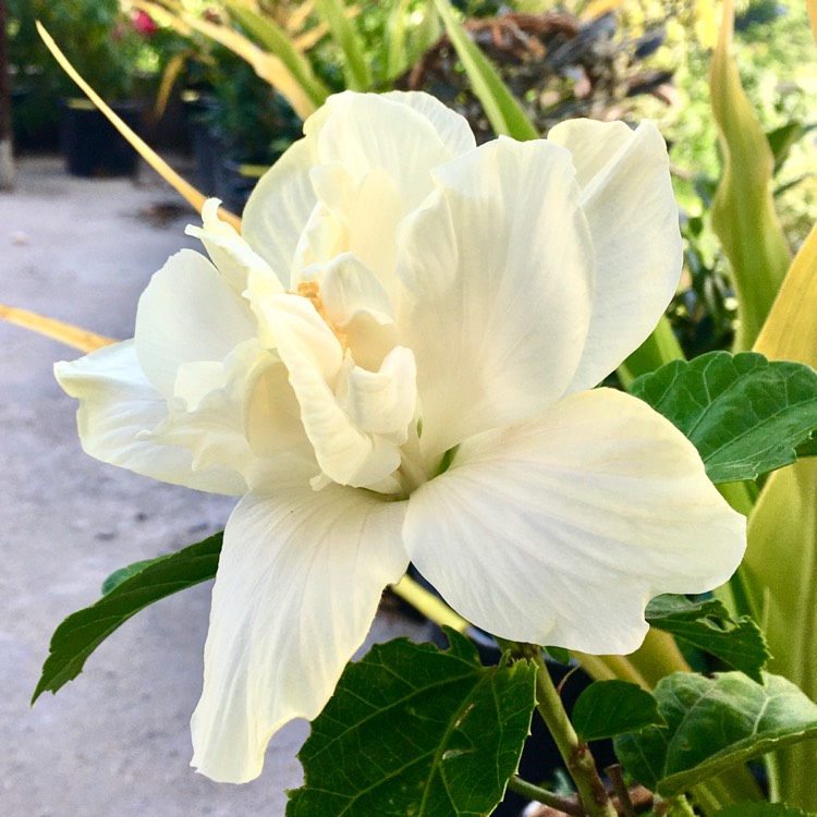 Plant image Hibiscus rosa-sinensis 'Double White'