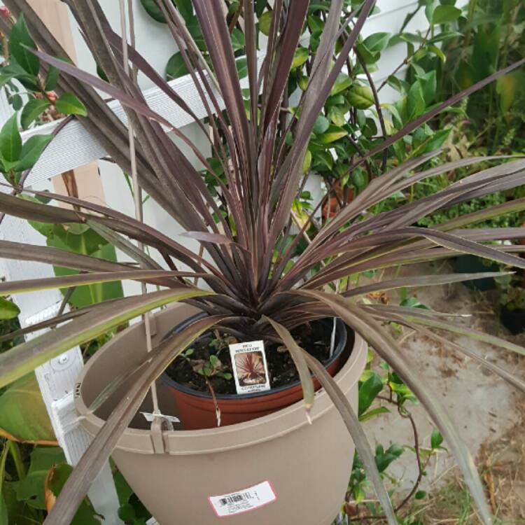 Plant image Cordyline Australis 'Red Sensation'