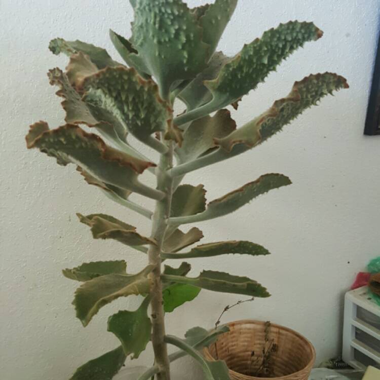 Plant image Kalanchoe Beharensis Fang