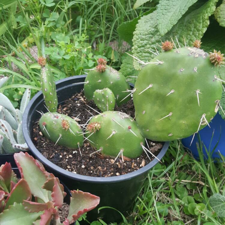 Plant image Opuntia gosseliniana