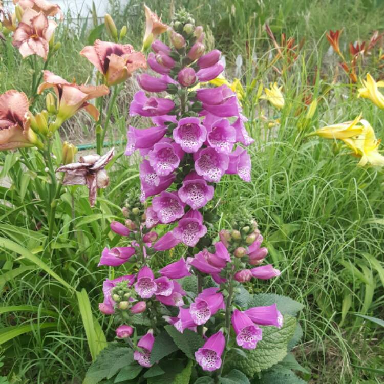 Plant image Digitalis purpurea 'Camelot Rose'