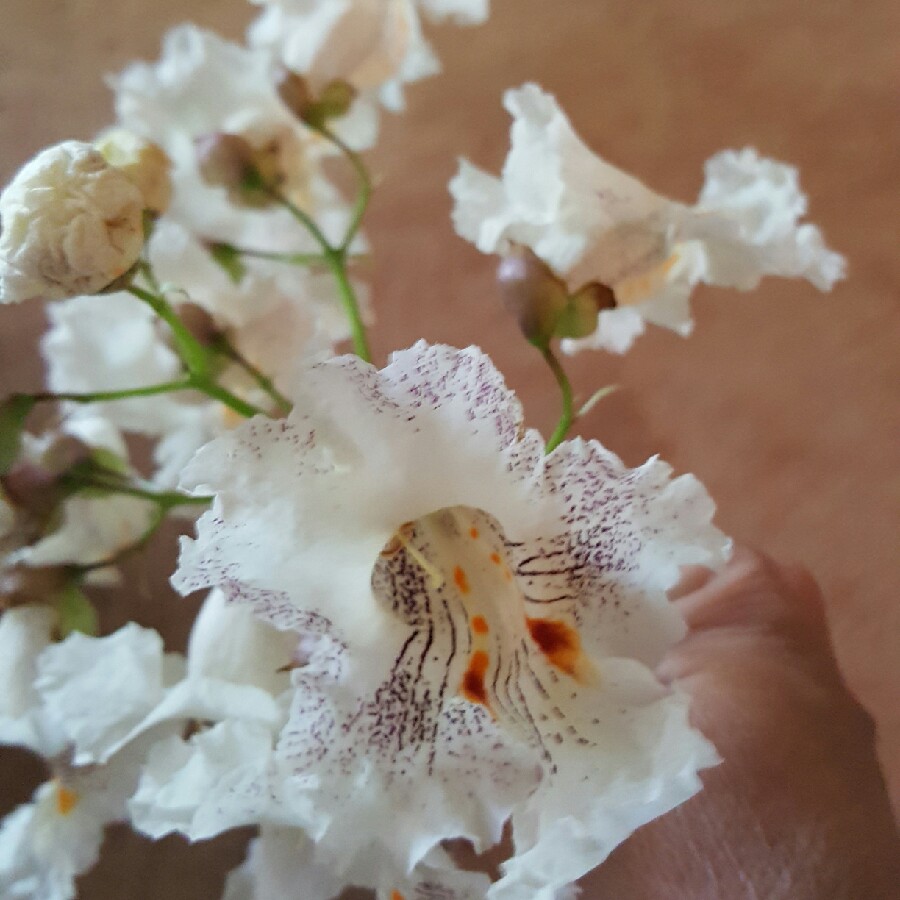 Plant image Catalpa bignonioides  syn.Catalpa catalpa, Catalpa syringaefolia