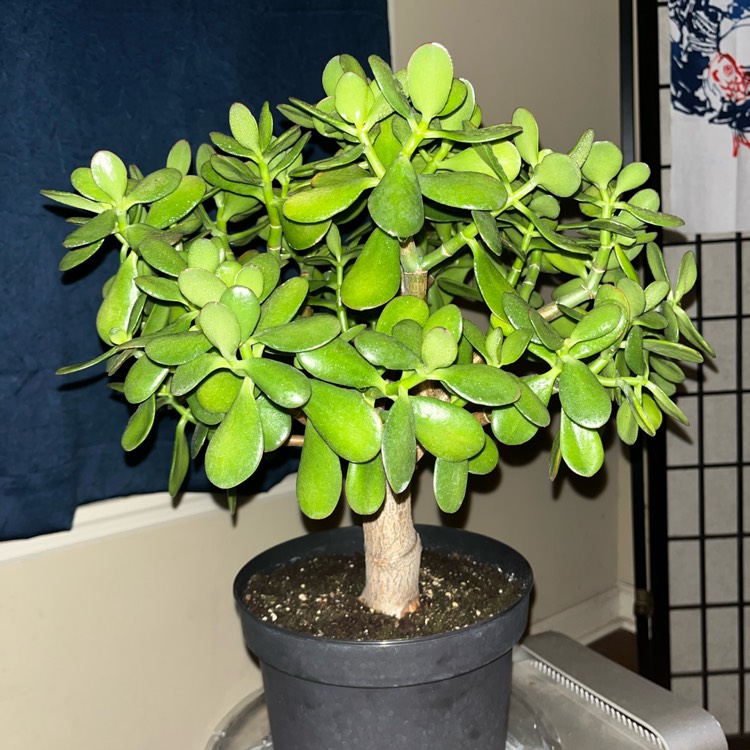 Plant image Crassula Ovata Bonsai