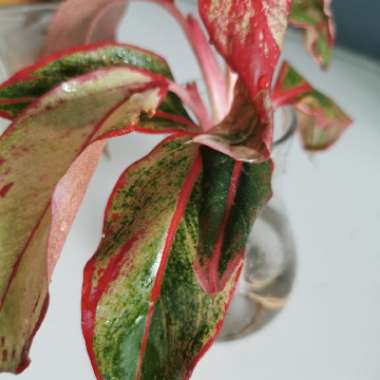 Aglaonema 'Siam'