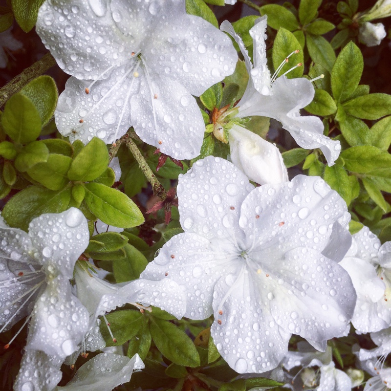 Plant image Rhododendron 'Getsutoku'