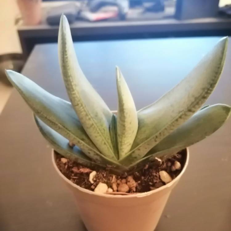 Plant image Gasteria gracilis f.variegata