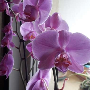 Orchid