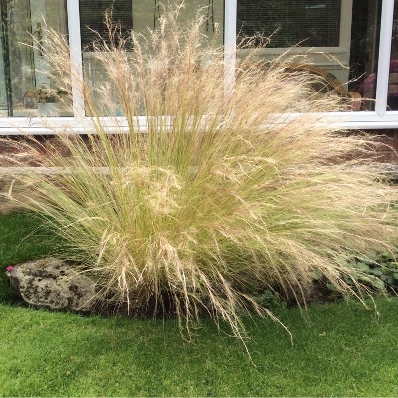 Plant image Anemanthele lessoniana syn. Stipa arundinacea