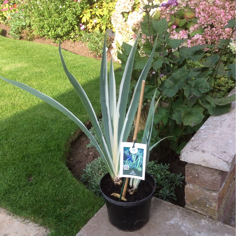 Plant image Iris Pallida 'Albo-variegata' syn. Argentea Variegata'