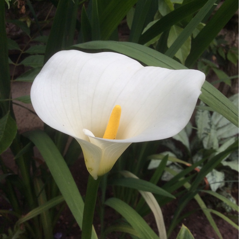 Calla Lily