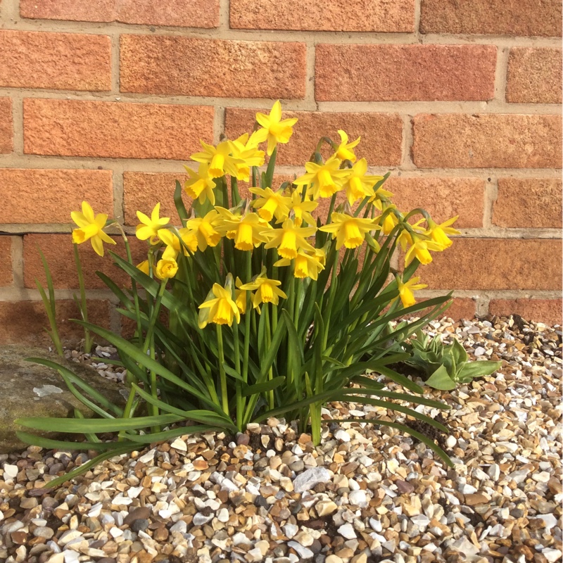 Narcissus 'Tête-à-Tête'