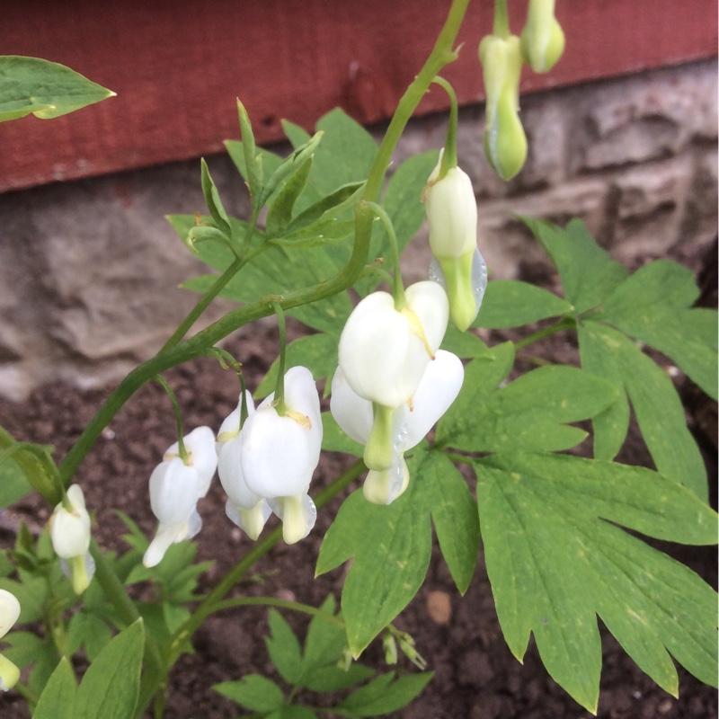 Bleeding Heart 'Alba'