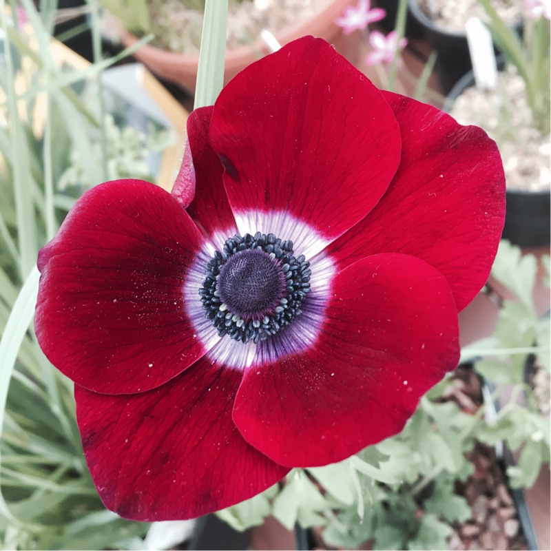 Anemone coronaria De Caen (Mix)