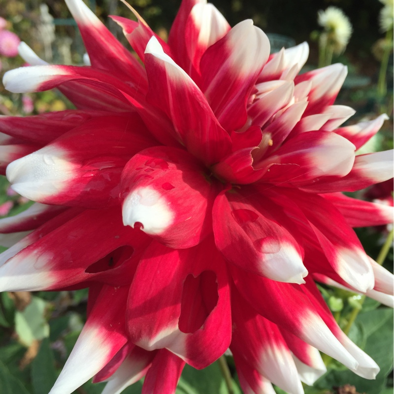 Dahlia 'Mystery Day'