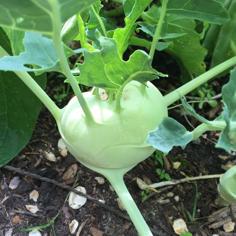 Brassica oleracea (Gongylodes Group) 'Azur-Star'