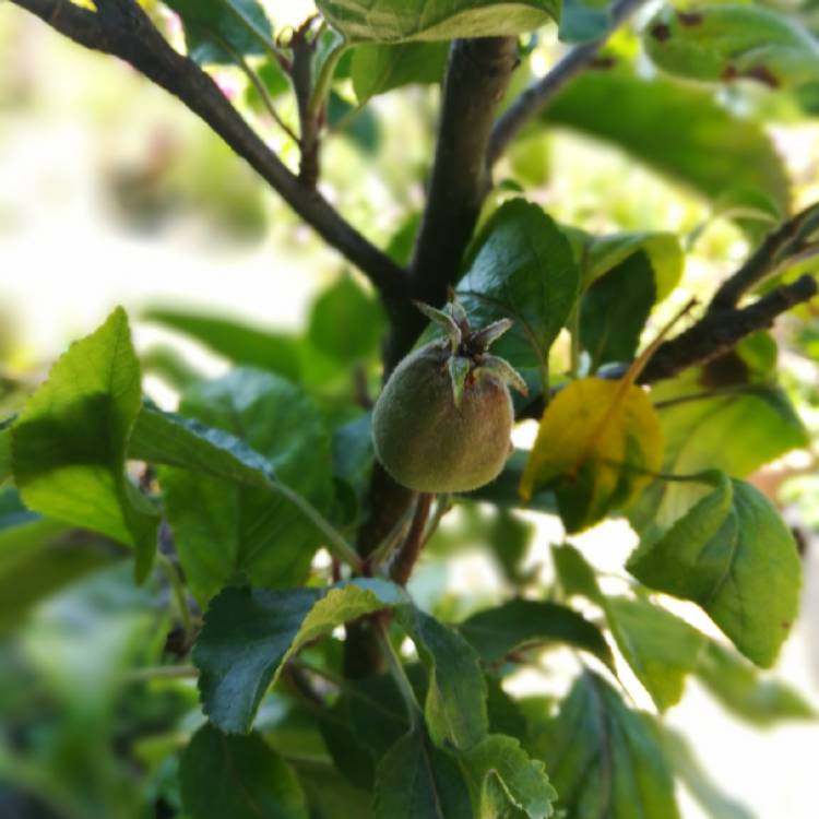 Plant image Malus domestica 'Braeburn'