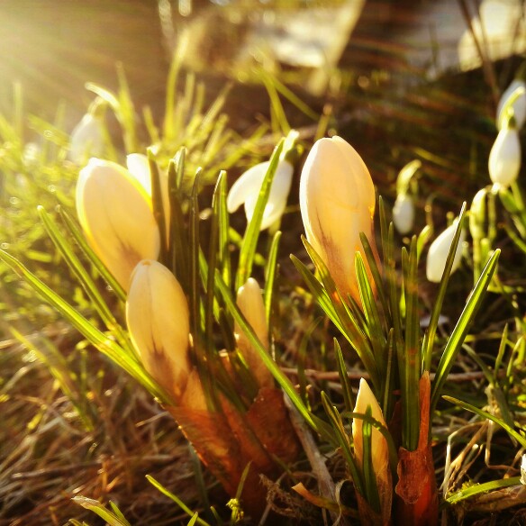 Crocus