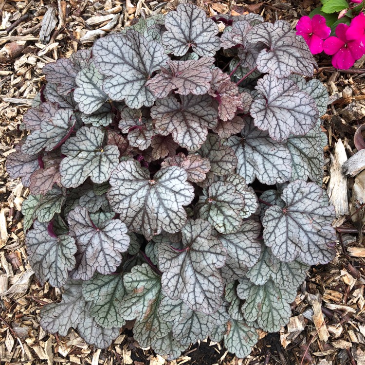 Plant image Heuchera 'Violet Shimmer'