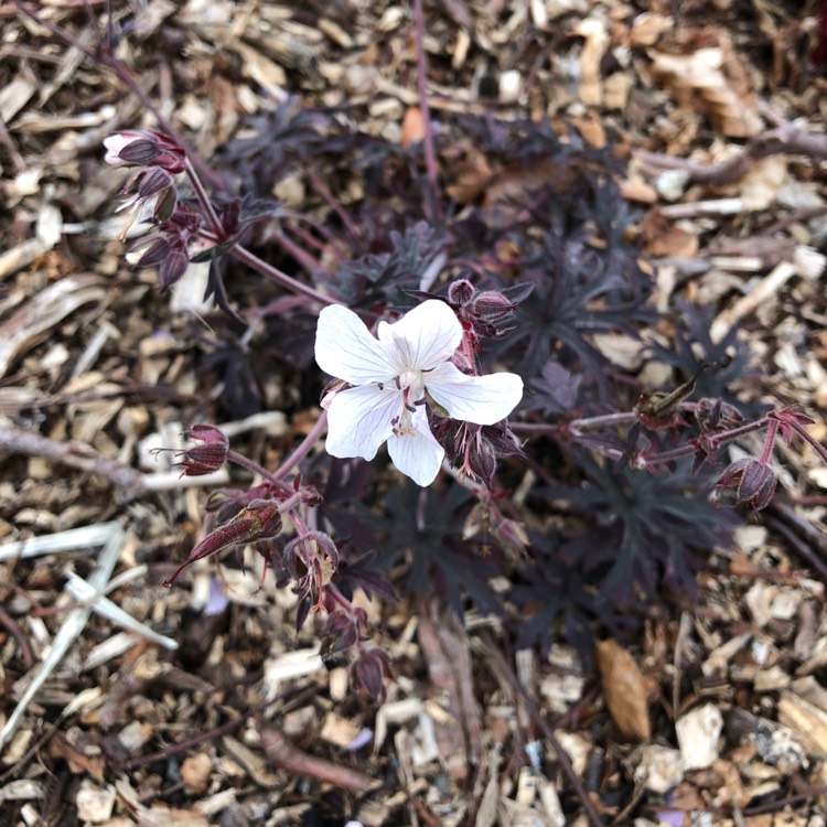 Plant image Geranium pratense (Victor Reiter Group) 'Midnight Reiter' syn. Geranium pratense 'Dark Reiter'