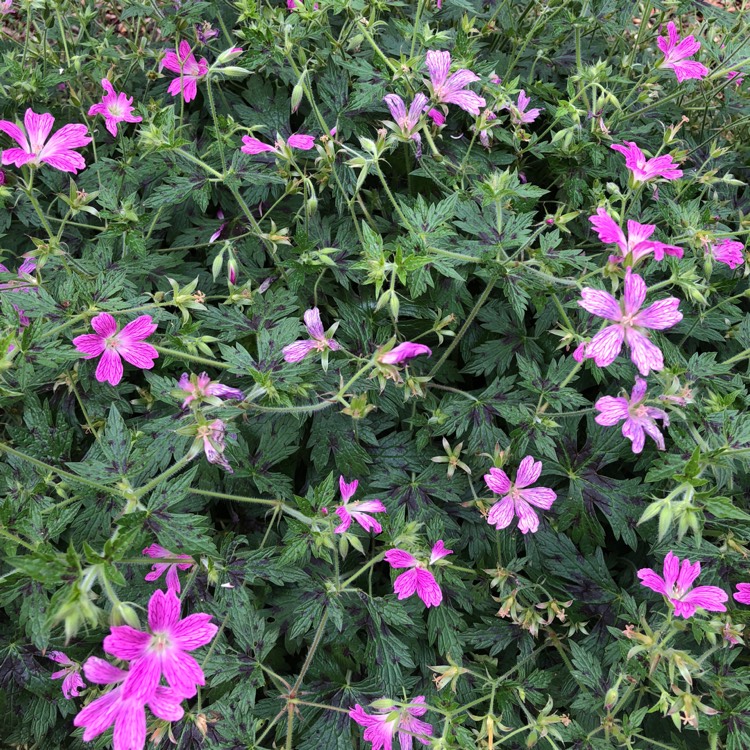 Plant image Geranium 'Anne Thomson'