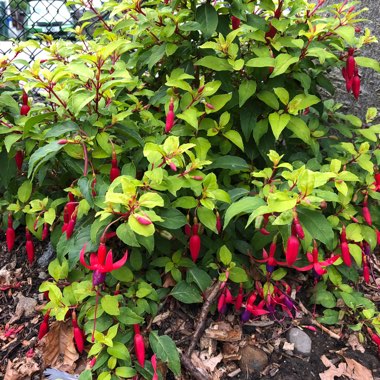 Fuchsia 'Magellanica'