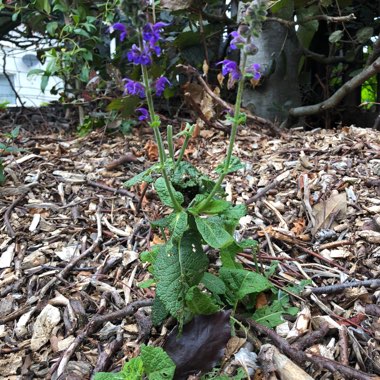 Salvia 'Mystic Spires'