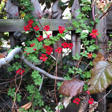 Flame Nasturtium