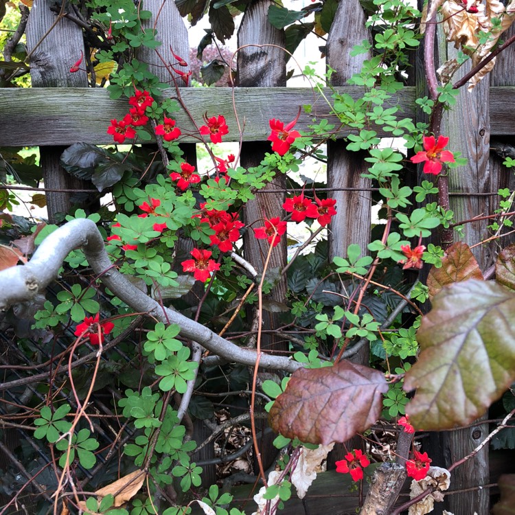 Plant image Tropaeolum speciosum