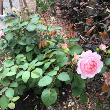 Rose 'Olivia Rose Austin' (Shrub)