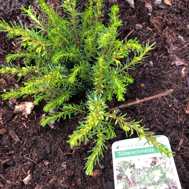 Plant image Erica x darleyensis