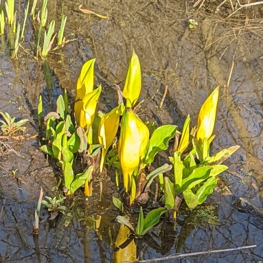 Plant image Lysichiton americanus