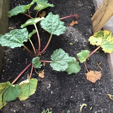 Rhubarb