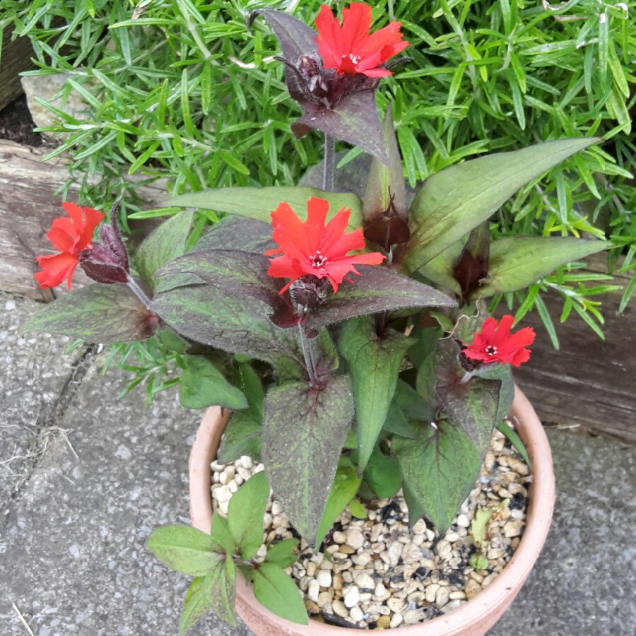 Dwarf Campion 'Molten Lava'