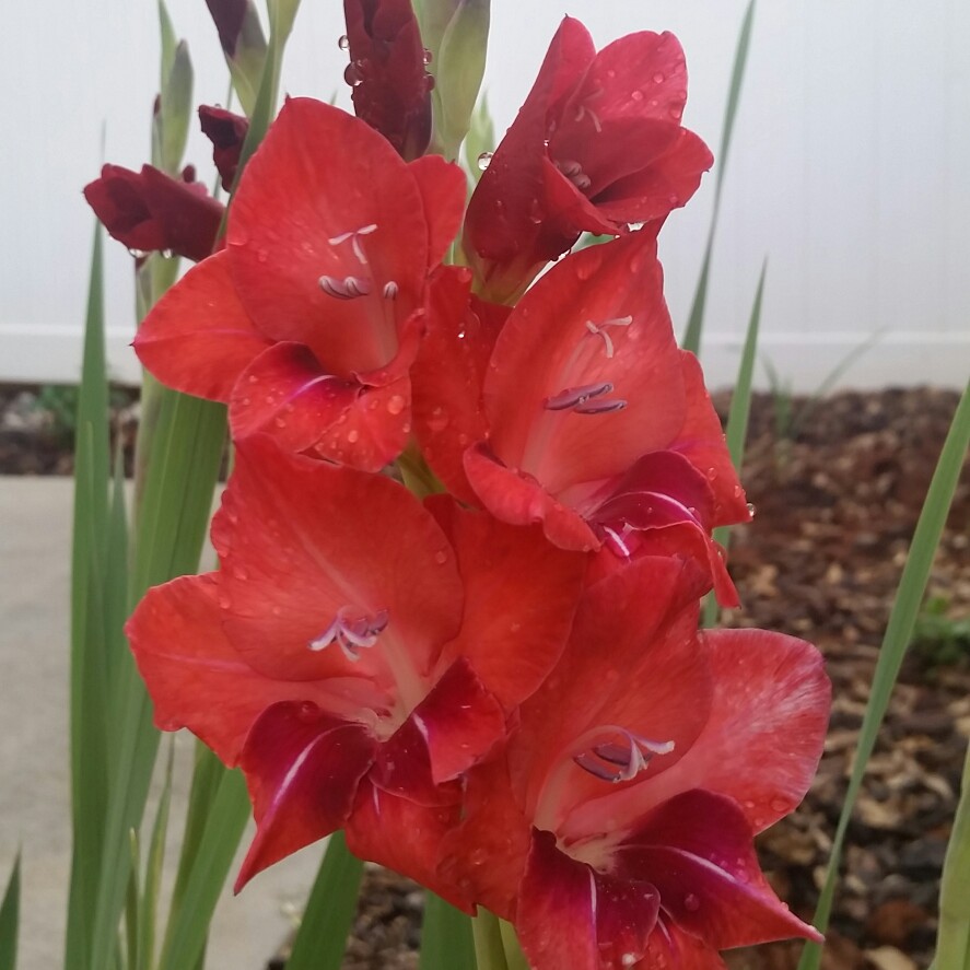 Gladioli