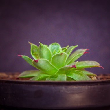 Sempervivum Tectorum Greenii