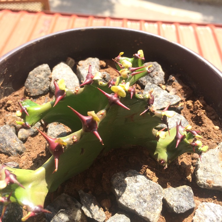 Plant image Euphorbia Antiquorum