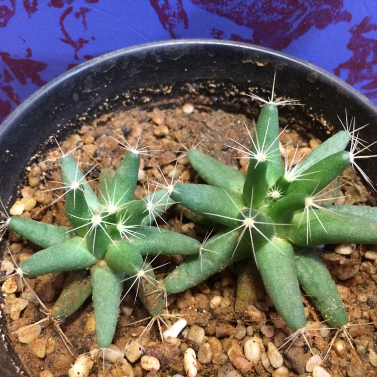 Plant image Mammillaria longimamma