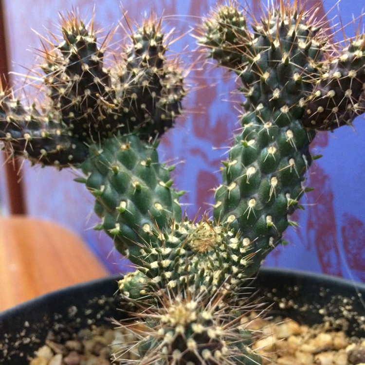 Plant image Cylindropuntia whipplei