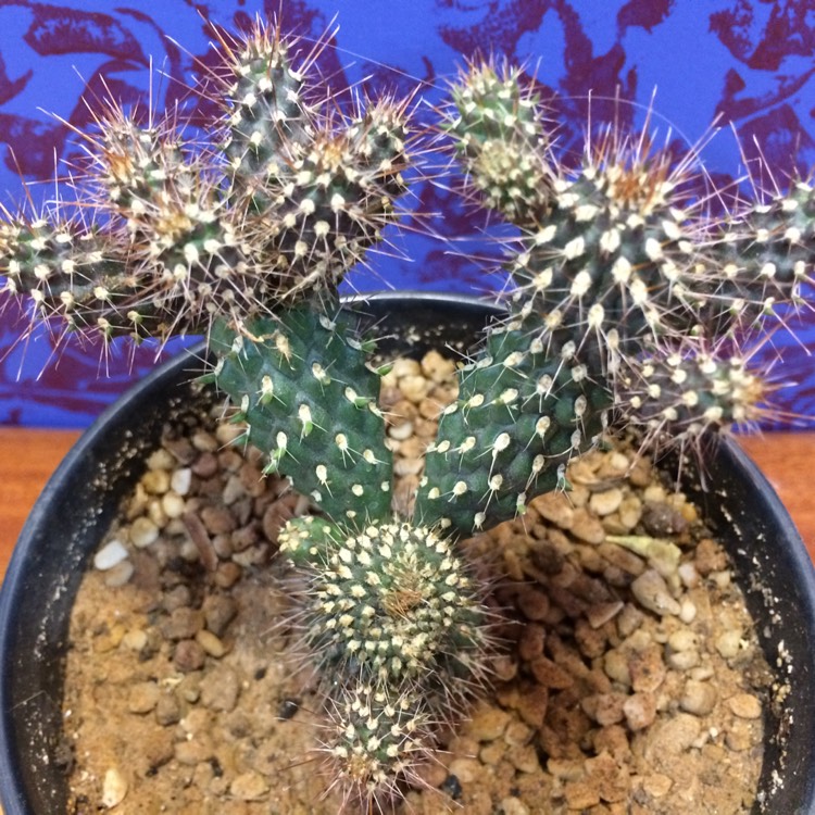 Plant image Cylindropuntia whipplei