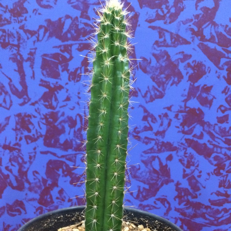 Plant image Trichocereus cuzcoensis x Trichocereus terschecki