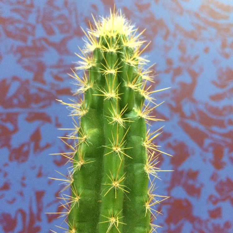 Plant image Trichocereus cuzcoensis x Trichocereus terschecki