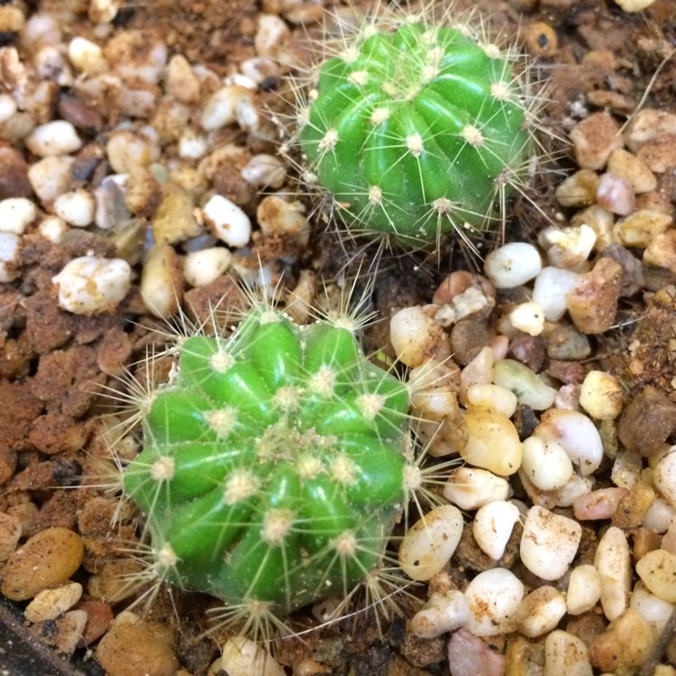 Plant image Echinopsis calochlora