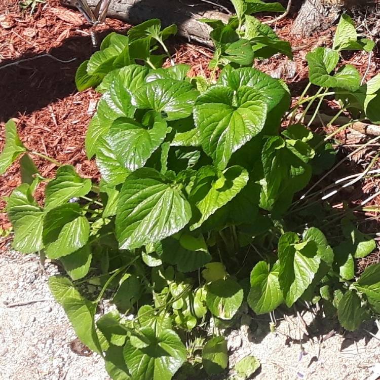 Plant image Viola Odorata 'St Helena'