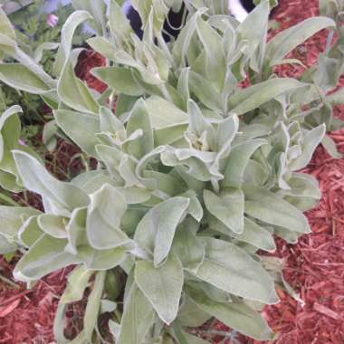 Lamb's Ear