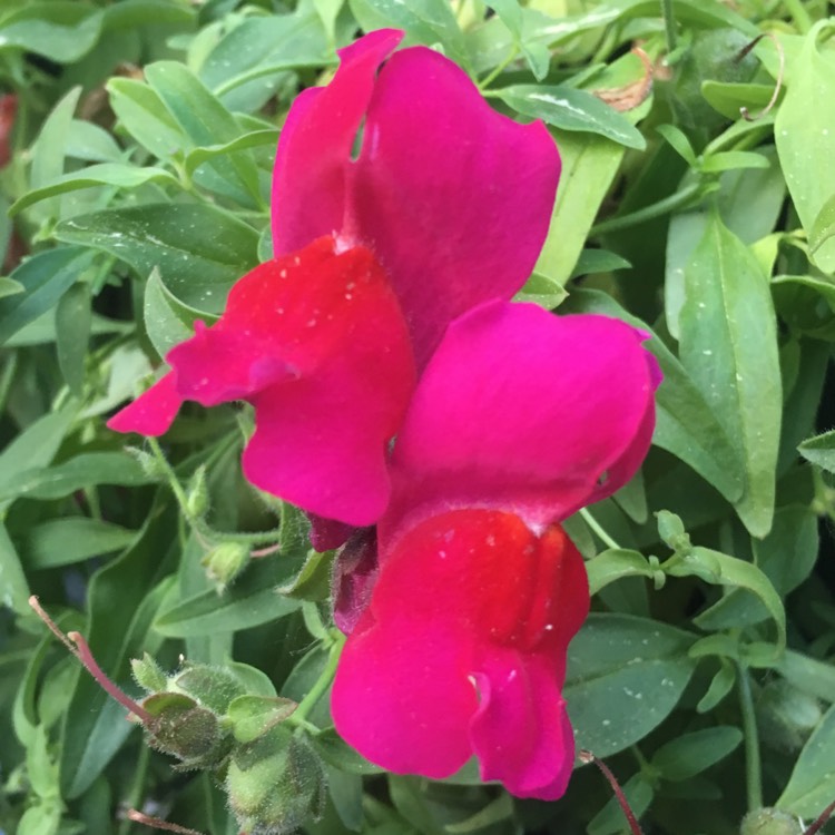 Plant image Angelonia Angustifolia