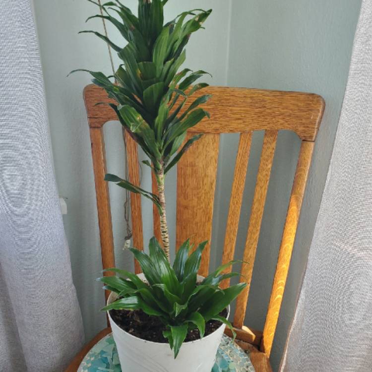 Plant image Dracaena fragrans 'Janet Craig' Compacta