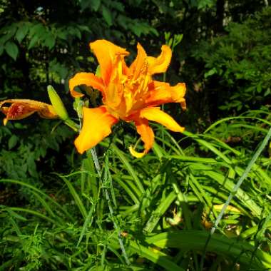 Hemerocallis fulva