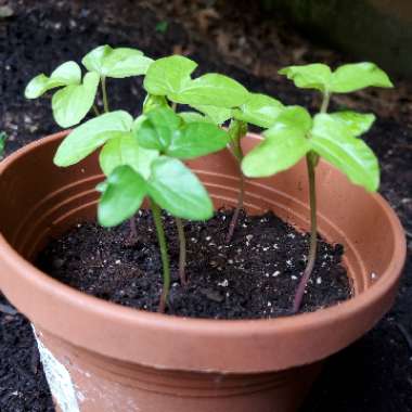 Ipomoea Nil 'Blue Picotee'