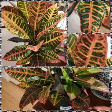 Codiaeum variegatum 'Petra'